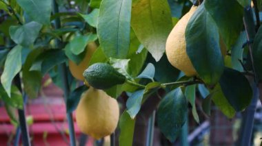 Bahçedeki limon ağacı dalında yetişen sarı olgun limona yakın plan. Seçici Odaklanma.