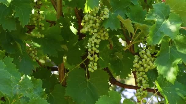 Cachos Brancos Uvas Vinha Dia Ensolarado Região Chianti Itália — Vídeo de Stock