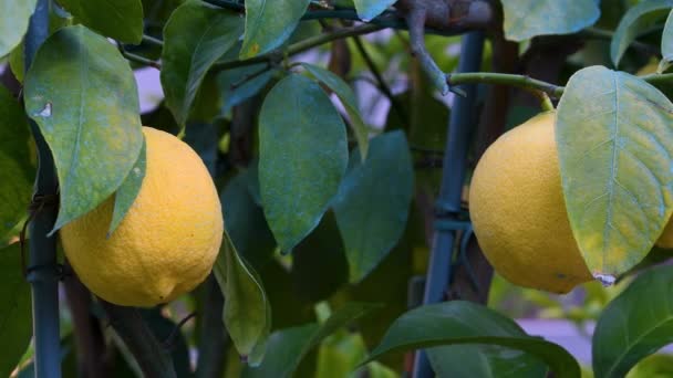 Primo Piano Limone Maturo Giallo Che Cresce Sul Ramo Pianta — Video Stock