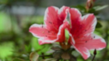 İlkbaharda pembe açelya çiçeği (Rhododendron).