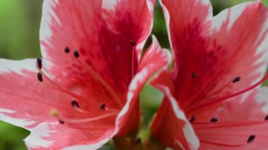 İlkbaharda pembe açelya çiçeği (Rhododendron).