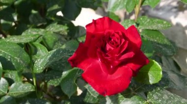 Bahçede rüzgarda hareket eden kırmızı gülün ayrıntıları