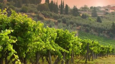 Güzel yeşil üzüm bağları Chianti bölgesinin kırsal kesimlerinde rüzgarda hareket eder. Chianti Classico şarap üretim bölgesi. Toskana, İtalya.