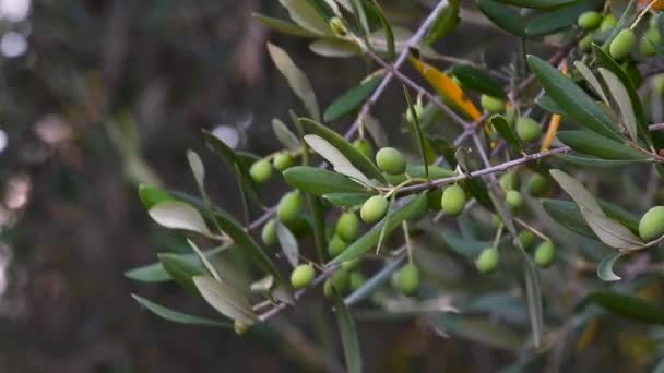 Aceitunas Árbol Región Toscana Italia Europa — Vídeos de Stock