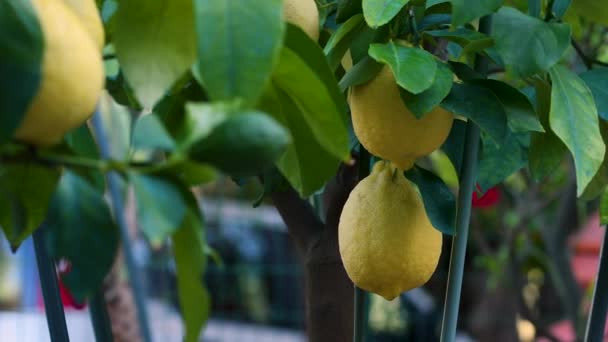 Gros Plan Sur Citron Mûr Jaune Poussant Sur Branche Citronnier — Video