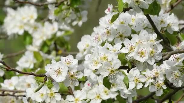 Uzavření Kvetoucích Stromů Během Jarní Sezóny Toskánské Krajině Video Uhd — Stock video