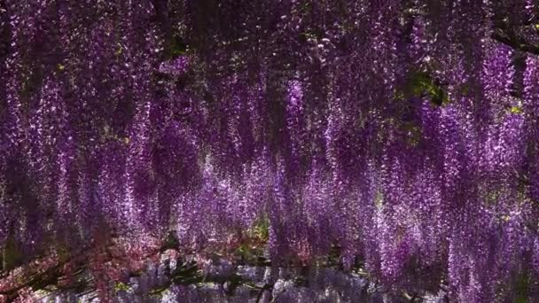 Schöne Blühende Wisteria Berühmten Bardini Garten Florenz Italien Ultra Video — Stockvideo