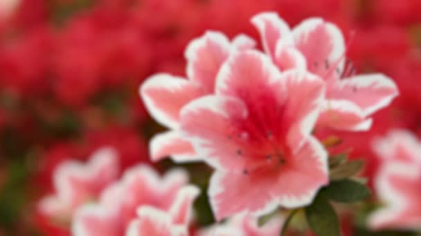 Rózsaszín Azálea Virág Rododendron Tavasszal — Stock videók