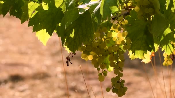 Temporada Verano Hermosas Uvas Blancas Región Del Chianti Toscana Italia — Vídeos de Stock