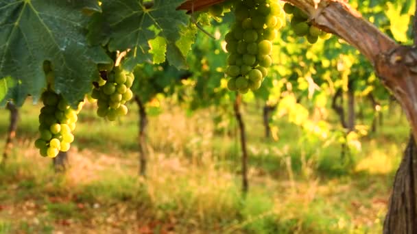 Temporada Verano Hermosas Uvas Blancas Región Del Chianti Toscana Italia — Vídeo de stock