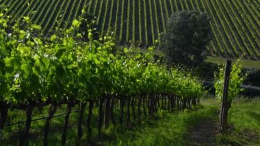 Chianti bölgesindeki güzel yeşil üzüm bağları rüzgarda savruluyor. Greve in Chianti, Toskana. İtalya.