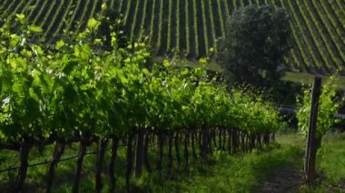 Chianti bölgesindeki güzel yeşil üzüm bağları rüzgarda savruluyor. Greve in Chianti, Toskana. İtalya. yakınlaştırma kamera hareketi.