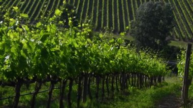 Chianti bölgesindeki güzel yeşil üzüm bağları rüzgarda savruluyor. Greve in Chianti, Toskana. İtalya. pan kamera hareketi.