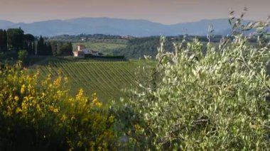 Mercatale, Mayıs 2020: Broom Flowers ve zeytin ağaçları, Mercatale val di Pesa, Tuscany yakınlarındaki üzüm bağları ve çiftlik evi ile rüzgarda hareket ediyor. İtalya.