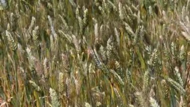 Ascanio yakınlarındaki kırsal kesimde mısır başakları rüzgârda savruluyor. Siena, İtalya.