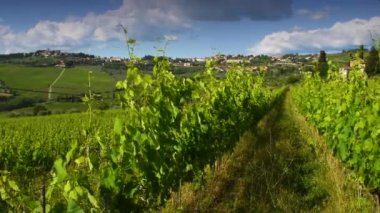 Panzano 'nun kırsalında, Chianti' de güzel yeşil üzüm bağları rüzgârda hareket ediyor. Chianti Classico şarap üretim bölgesi. Toskana, İtalya.