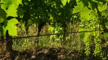 Panzano 'nun (Floransa) kırsal kesimindeki üzüm bağlarında genç beyaz üzümler yetişir. Chianti Classico şarap üretim bölgesi. Toskana, İtalya.