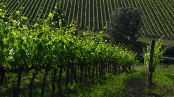 坚堤地区的一排排美丽的绿色葡萄园在风中飘扬 格雷夫在基安蒂 托斯卡纳 意大利 — 图库视频影像