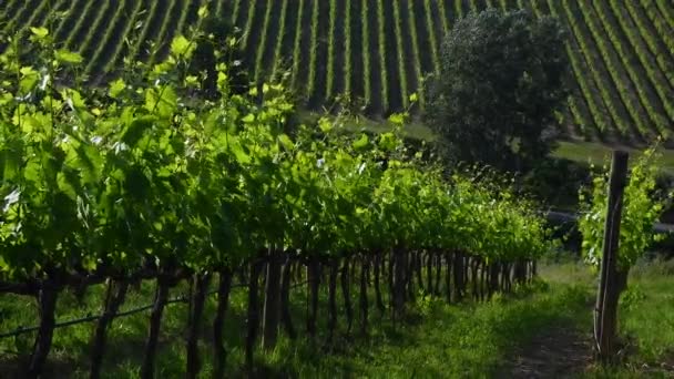 Красивые Ряды Молодых Зеленых Виноградников Регионе Кьянти Двигаться Ветру Греве — стоковое видео