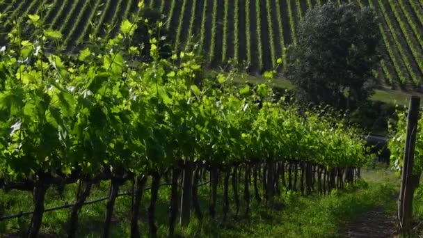 Vackra Rader Unga Gröna Vingårdar Chianti Regionen Rör Sig Vinden — Stockvideo