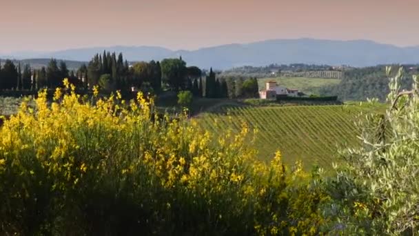 美しい黄色のほうきの花一緒にオリーブの木は 日没の春のシーズン中に農家や緑のブドウ畑と背景に典型的なトスカーナの風景と風に移動します イタリアズームカメラの動き — ストック動画