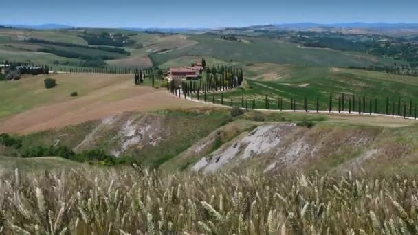 Toscana Mai 2020 Kornører Beveger Seg Vinden Den Hvite Grusveien – stockvideo