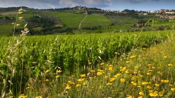 Gula Blommor Och Gröna Rader Vinrankor Rör Sig Vinden Landsbygden — Stockvideo