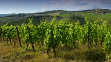 Panzano 'nun kırsalında, Chianti' de güzel yeşil üzüm bağları rüzgârda hareket ediyor. Chianti Classico şarap üretim bölgesi. Toskana, İtalya.