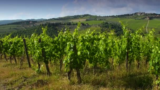 緑のブドウ畑の美しい列は キアンティのPanzanoの周りの田舎の風の中で動きます キアンティ クラシコワイン生産地域 イタリアのトスカーナ州 — ストック動画