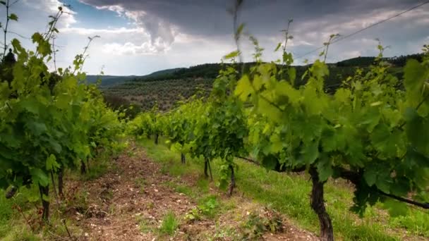 劇的な曇りの空 トスカーナとフィレンツェの近くのキアンティ地方の美しい緑のブドウ畑 タイムラプスだ 傾斜カメラの動き — ストック動画