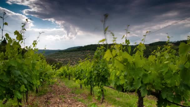 Gyönyörű Zöld Szőlőültetvények Chianti Régióban Firenze Közelében Drámai Felhős Toszkána — Stock videók