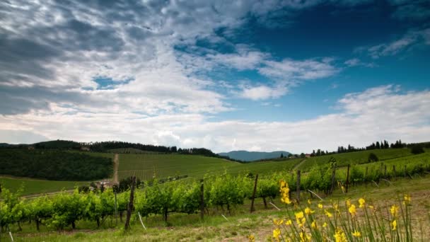 Gyönyörű Zöld Szőlőültetvények Chianti Régióban Firenze Közelében Felhős Sárga Seprű — Stock videók