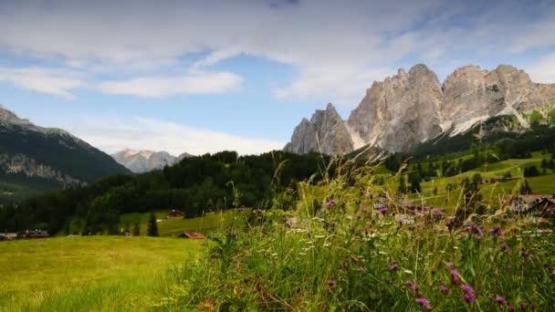 Flores Cortina Ampezzo Com Grupo Cristallino Dolomitic Segundo Plano Dolomitas — Vídeo de Stock