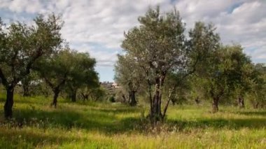 Toskana 'da zeytin ağaçları mavi bulutlu gökyüzüne karşı. Zaman ayarlı. eğik kamera hareketi.
