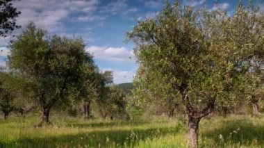 Toskana 'da zeytin ağaçları mavi bulutlu gökyüzüne karşı. Zaman ayarlı. yakınlaştırma kamera hareketi.