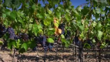 Chianti bölgesindeki hasattan önce rüzgarda hareket eden üzüm bağlarındaki güzel kırmızı üzüm demetleri. Toskana, İtalya. Kamera hareketi.