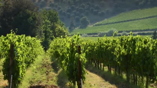 Rzędy Zielonych Winorośli Poruszane Przez Wiatr Pięknym Regionie Chianti Toskanii — Wideo stockowe