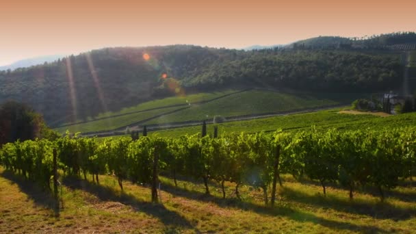 Vackert Toscana Landskap Med Rader Vingårdar Vid Solnedgången Chianti Regionen — Stockvideo