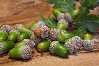 Meşe palamudunu ve meşe dalını kapat.