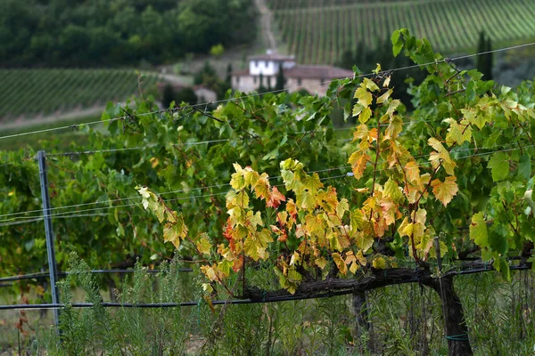 Florencja Wrzesień 2020 Piękny Krajobraz Winnicy Domem Rustykalnym Regionie Chianti — Zdjęcie stockowe