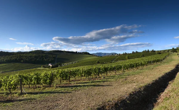 Hermoso Paisaje Viñedo Con Cielo Blusa Región Chianti Cerca Florencia —  Fotos de Stock