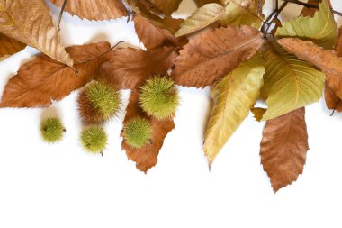 Kestane ağacının kuru yaprakları ve beyaz bukleleri.