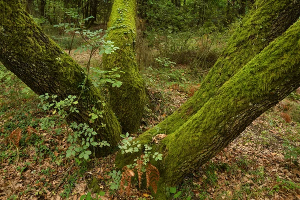 Mousse Verte Sur Tronc Chêne Dans Une Forêt — Photo