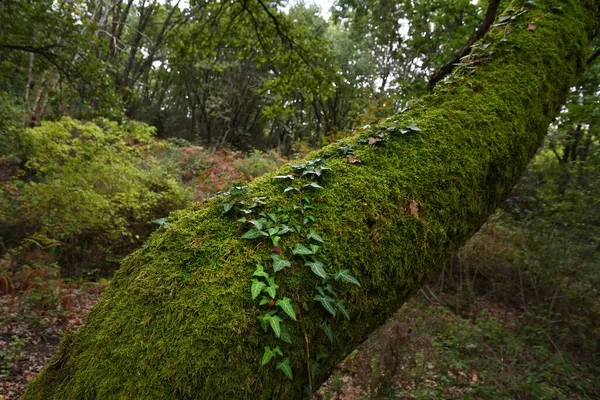 Musgo Verde Tronco Carvalho Uma Floresta — Fotografia de Stock