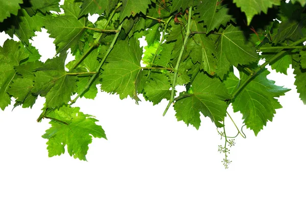 fresh green vine leaves isolated on white