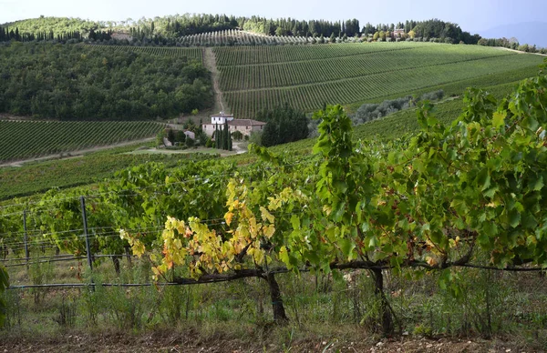 Kolorowe Winorośle Poruszają Się Wiejskim Domu Wiatrem Tle Regionie Chianti — Zdjęcie stockowe