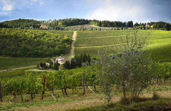 Paisagem Típica Toscana Com Espetaculares Fileiras Vinhas Oliveiras Fazendas Região — Fotografia de Stock