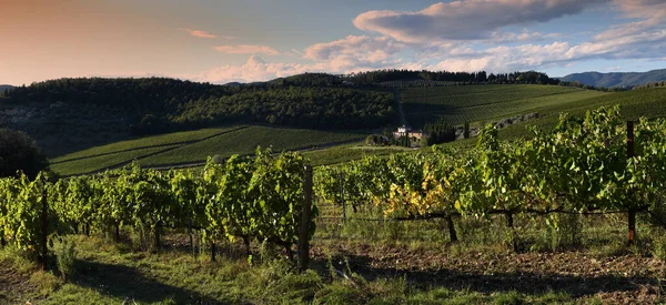Piękne Winnice Zachodzie Słońca Toskanii Wsi Pobliżu Florencji Gospodarstwem Tle — Zdjęcie stockowe