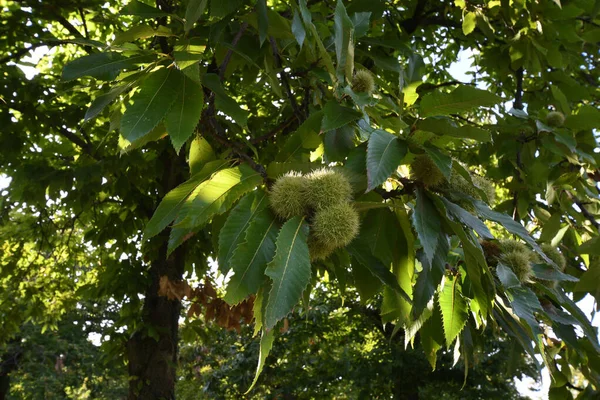 Detalhe Cachos Castanha Ramo Castanha Uma Floresta Toscana Itália — Fotografia de Stock