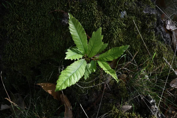 Φρέσκα Πράσινα Φύλλα Κάστανου Ένα Δάσος Στα Βουνά Της Τοσκάνης — Φωτογραφία Αρχείου